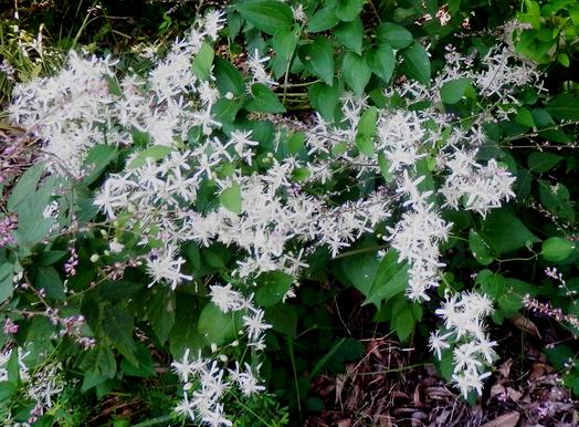 センニンソウの花言葉は 安全 無事 でも 毒が 竹橋ガイド パレスサイドビル