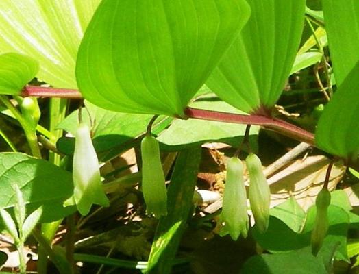 アマドコロの花言葉は 心の痛みのわかる人 竹橋ガイド パレスサイドビル