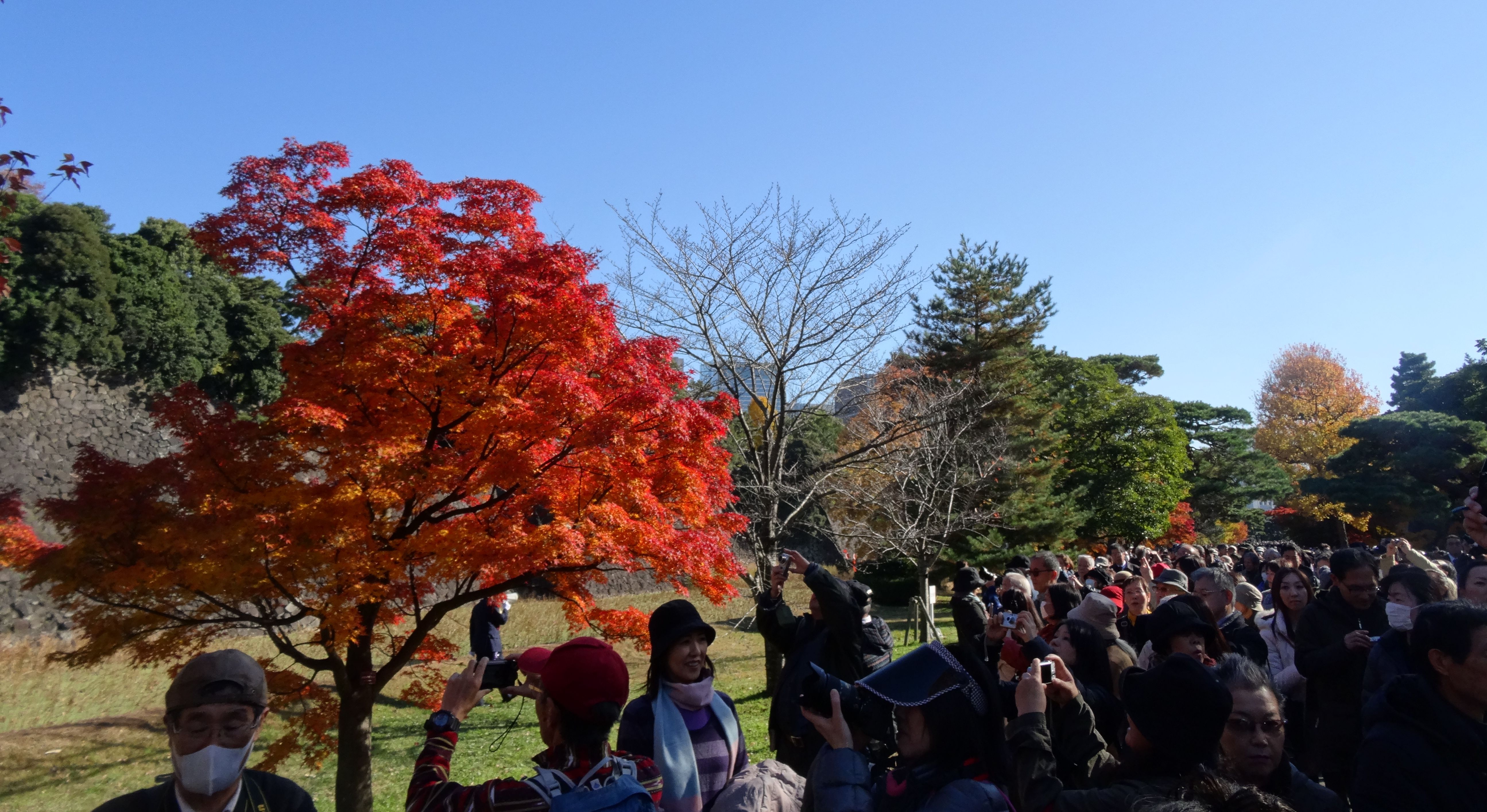 ●DSC01152トリ.jpg